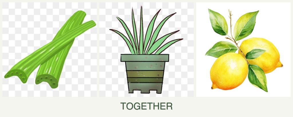 Can you plant celery, lemongrass and lemons together?