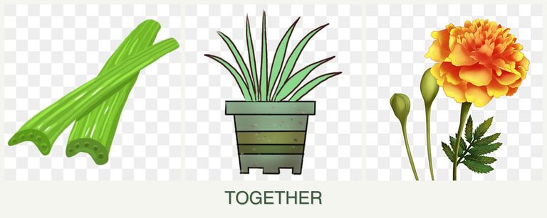 Can you plant celery, lemongrass and marigolds together?
