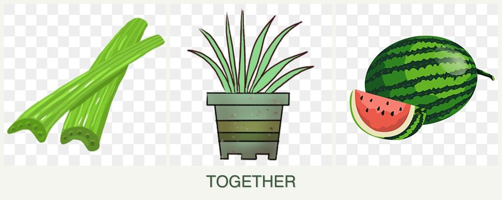 Can you plant celery, lemongrass and melons together?