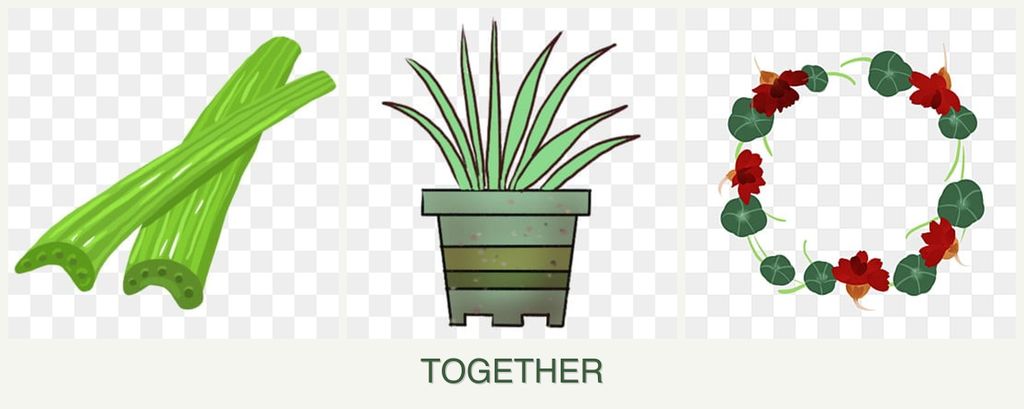 Can you plant celery, lemongrass and nasturtiums together?