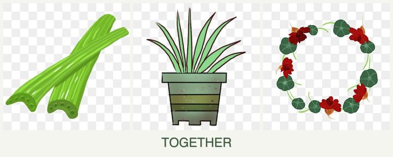 Can you plant celery, lemongrass and nasturtiums together?