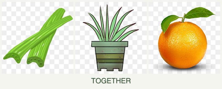 Can you plant celery, lemongrass and oranges together?