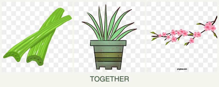 Can you plant celery, lemongrass and peaches together?