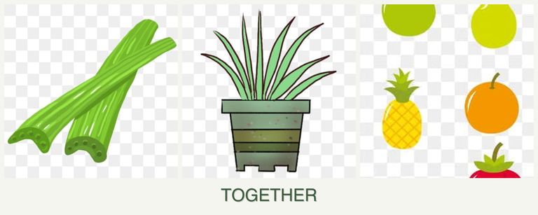 Can you plant celery, lemongrass and pears together?