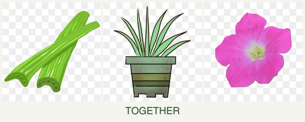 Can you plant celery, lemongrass and petunias together?
