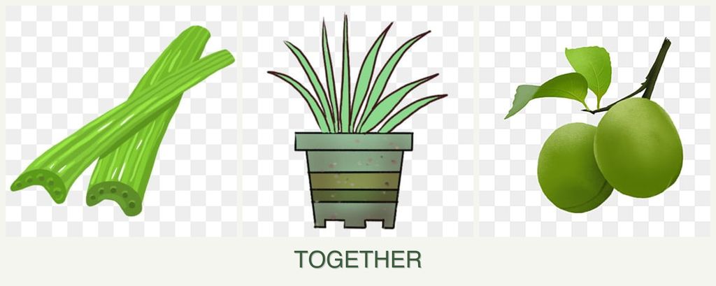 Can you plant celery, lemongrass and plums together?