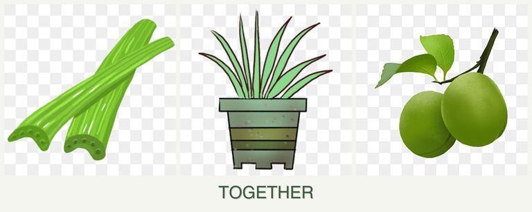 Can you plant celery, lemongrass and plums together?
