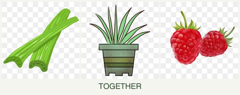 Can you plant celery, lemongrass and raspberries together?