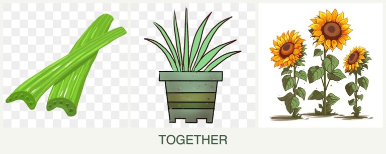 Can you plant celery, lemongrass and sunflowers together?