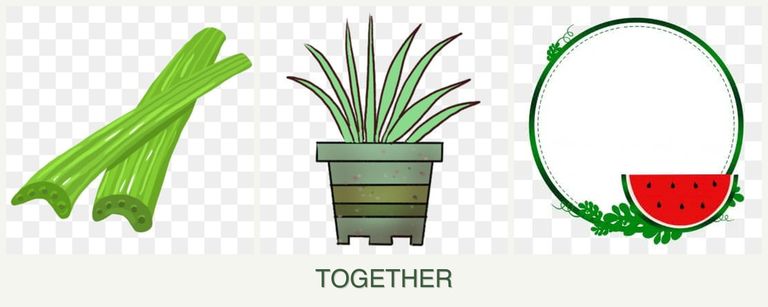 Can you plant celery, lemongrass and watermelons together?