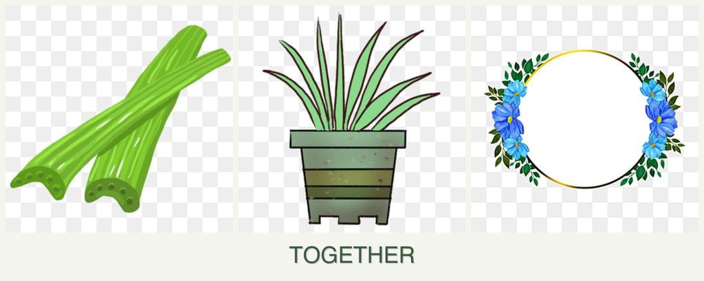 Can you plant celery, lemongrass and zinnias together?