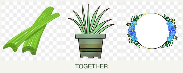 Can you plant celery, lemongrass and zinnias together?