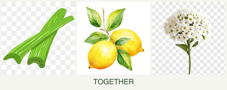 Can you plant celery, lemons and alyssum together?
