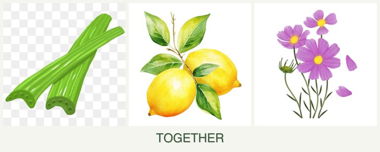 Can you plant celery, lemons and cosmos together?