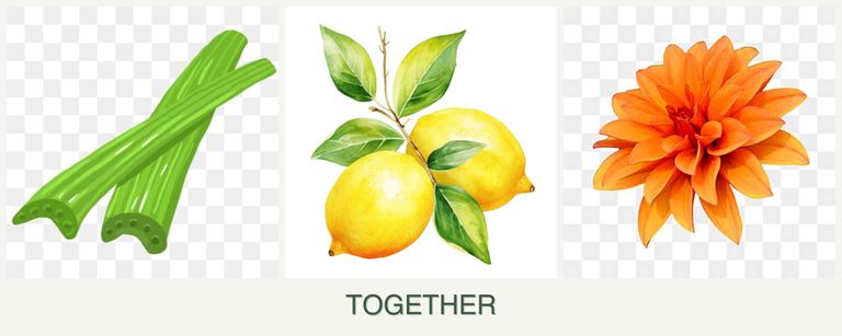 Can you plant celery, lemons and dahlias together?