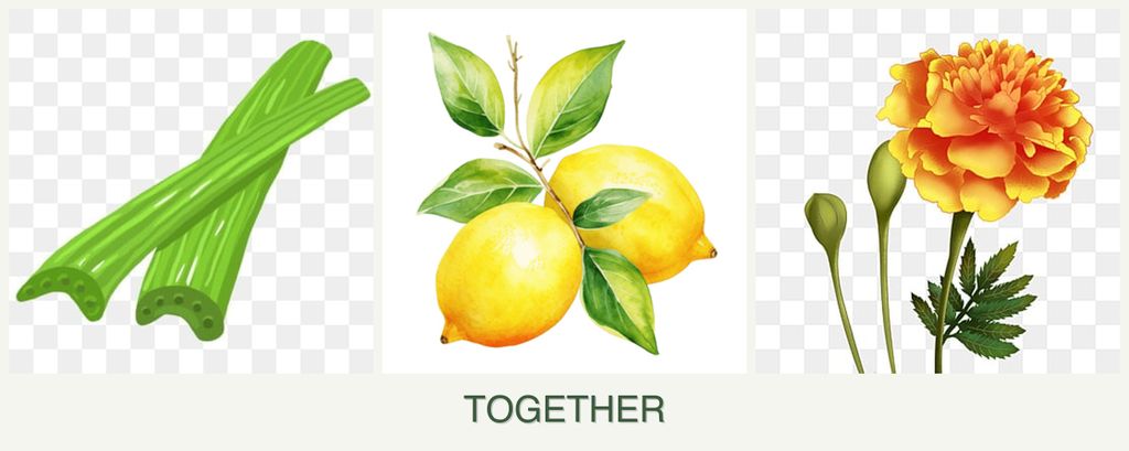 Can you plant celery, lemons and marigolds together?