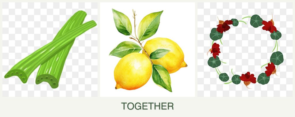Can you plant celery, lemons and nasturtiums together?