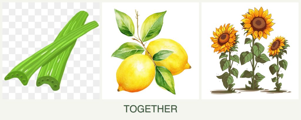 Can you plant celery, lemons and sunflowers together?