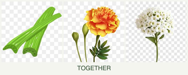 Can you plant celery, marigolds and alyssum together?
