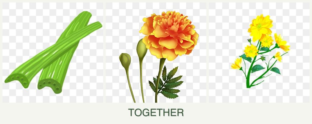 Can you plant celery, marigolds and calendula together?