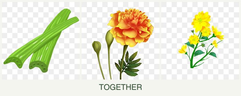 Can you plant celery, marigolds and calendula together?