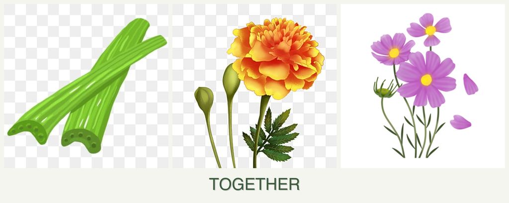 Can you plant celery, marigolds and cosmos together?