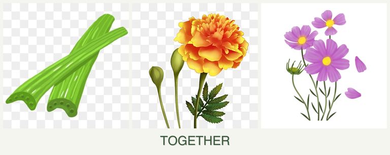 Can you plant celery, marigolds and cosmos together?