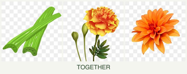 Can you plant celery, marigolds and dahlias together?