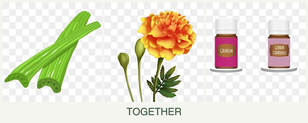 Can you plant celery, marigolds and geraniums together?