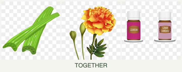Can you plant celery, marigolds and geraniums together?