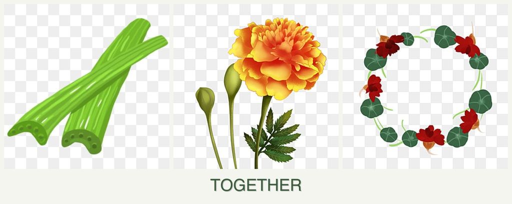 Can you plant celery, marigolds and nasturtiums together?
