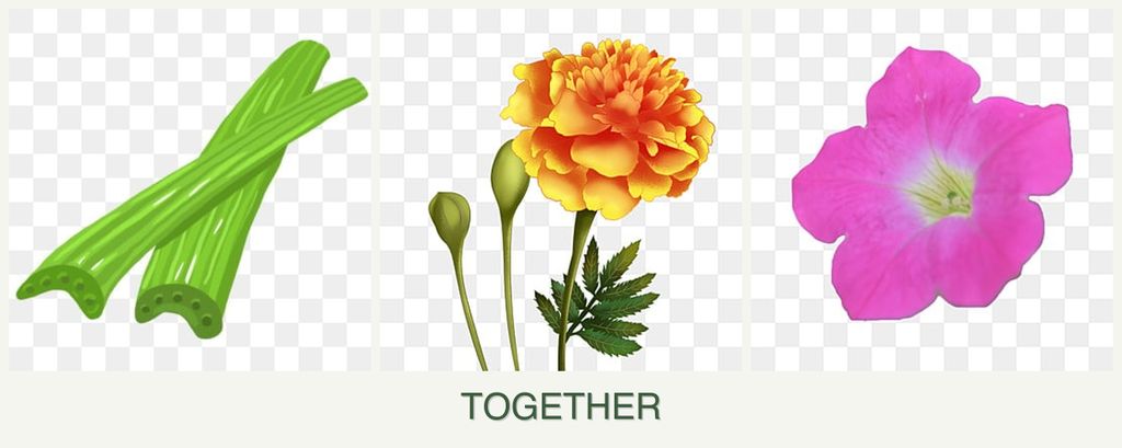 Can you plant celery, marigolds and petunias together?