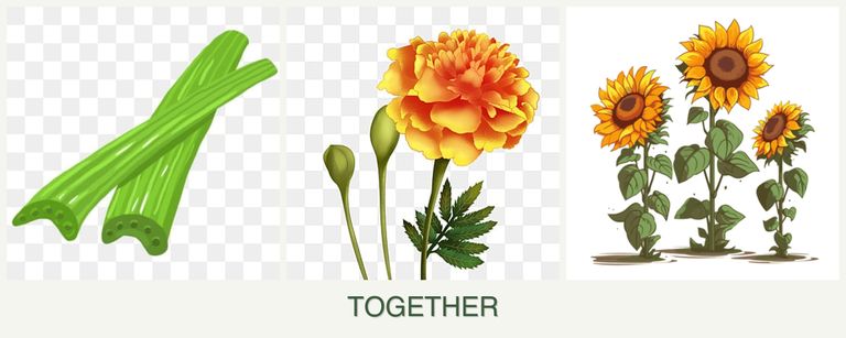 Can you plant celery, marigolds and sunflowers together?
