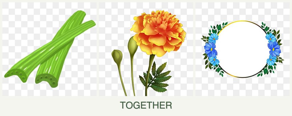 Can you plant celery, marigolds and zinnias together?