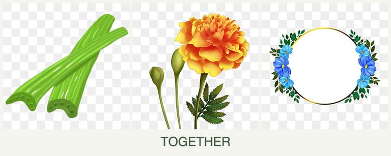 Can you plant celery, marigolds and zinnias together?
