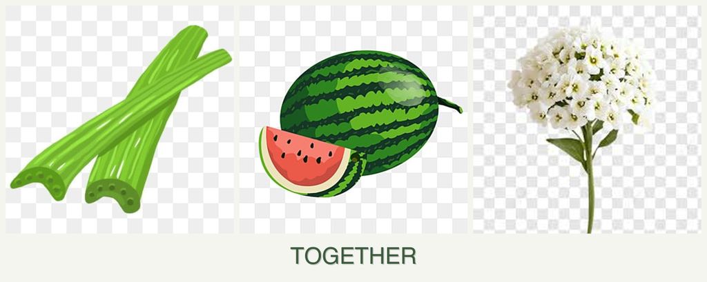 Can you plant celery, melons and alyssum together?