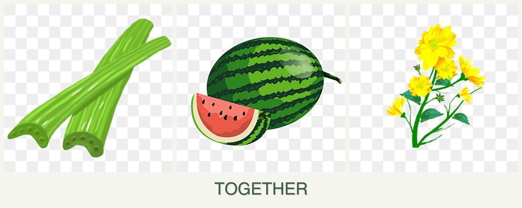 Can you plant celery, melons and calendula together?
