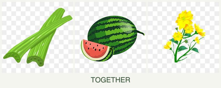 Can you plant celery, melons and calendula together?