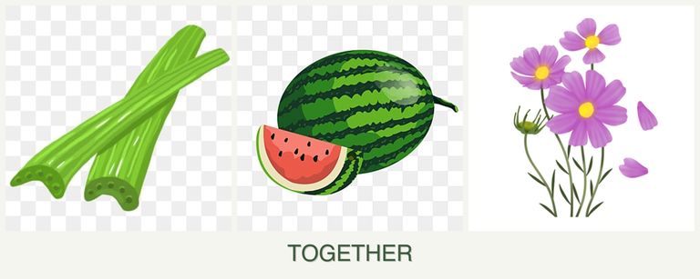 Can you plant celery, melons and cosmos together?