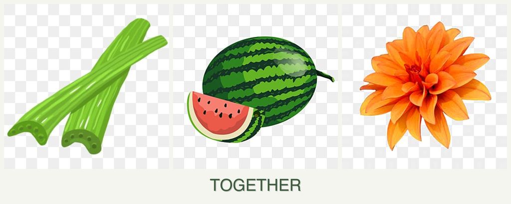 Can you plant celery, melons and dahlias together?