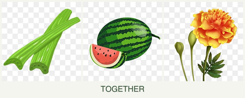 Can you plant celery, melons and marigolds together?