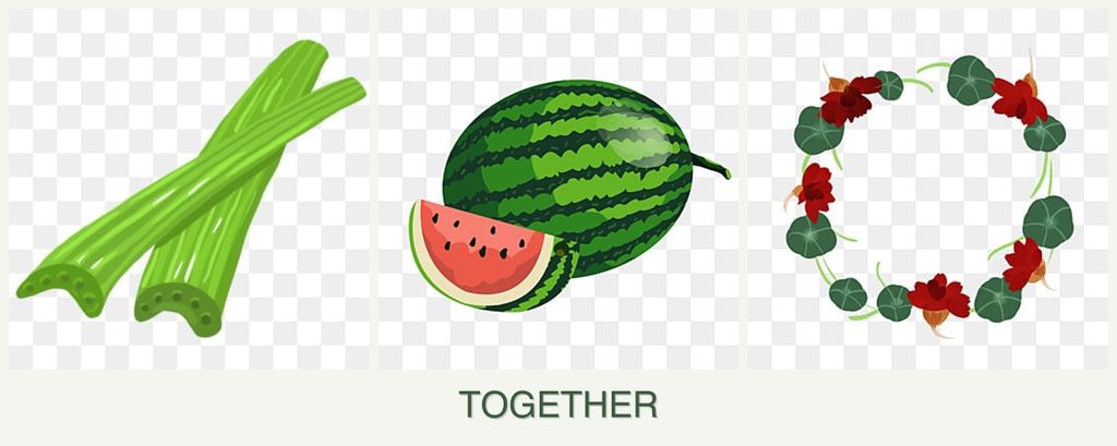Can you plant celery, melons and nasturtiums together?