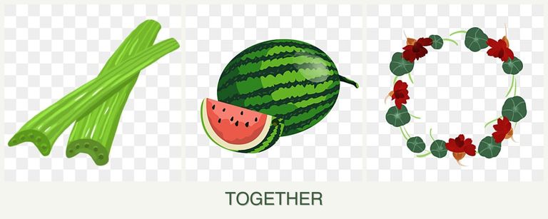 Can you plant celery, melons and nasturtiums together?