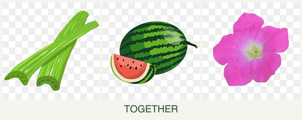Can you plant celery, melons and petunias together?