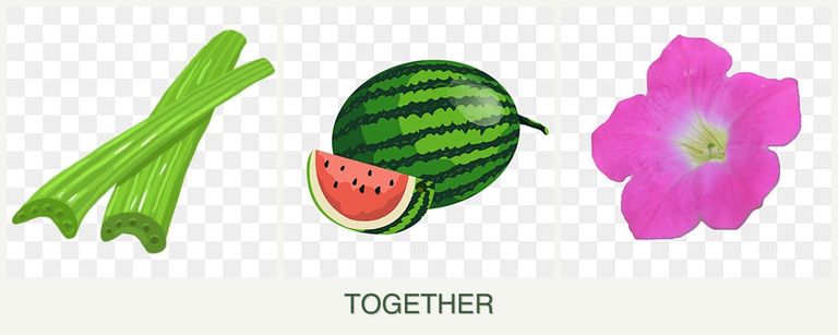 Can you plant celery, melons and petunias together?