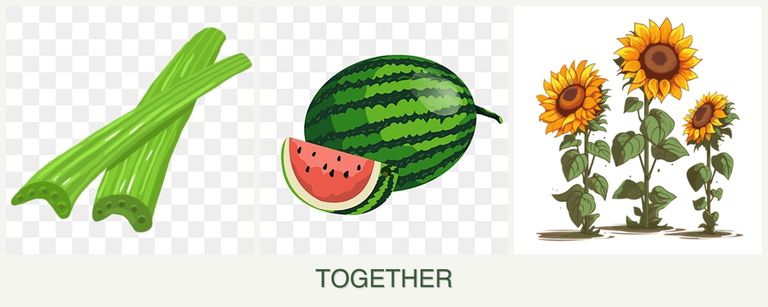 Can you plant celery, melons and sunflowers together?