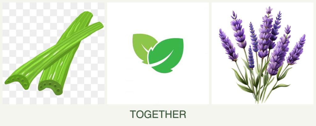 Can you plant celery, mint and lavender together?
