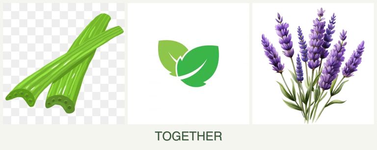 Can you plant celery, mint and lavender together?