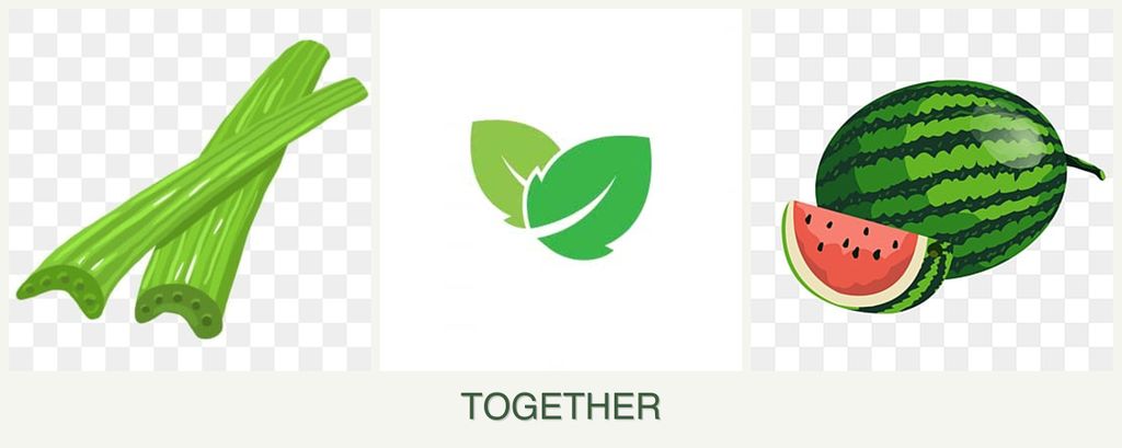 Can you plant celery, mint and melons together?