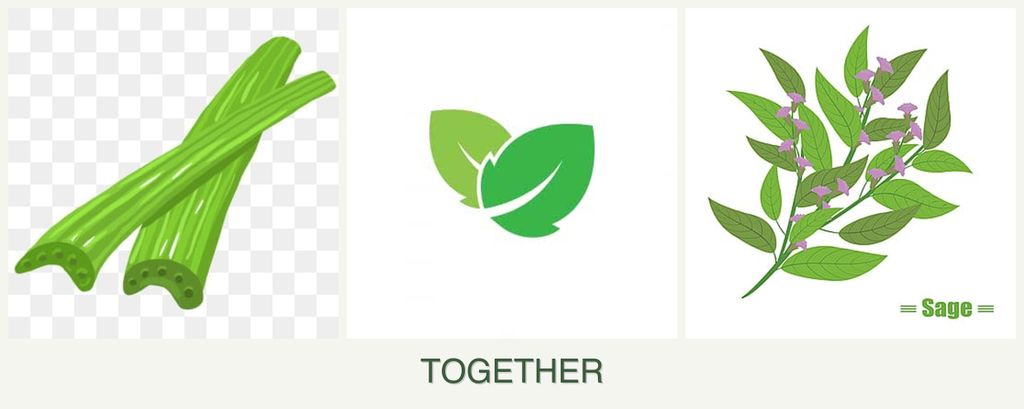 Can you plant celery, mint and sage together?